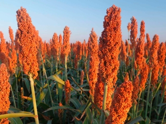 sorgo