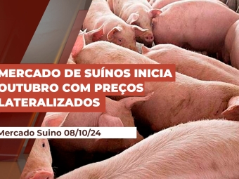 suino-08