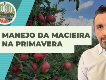 THUMB_HORTI RESENHA_2024