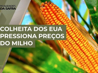 Thumb-milho