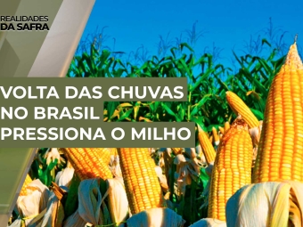 THUMB-MILHO