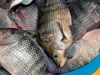 tilapia