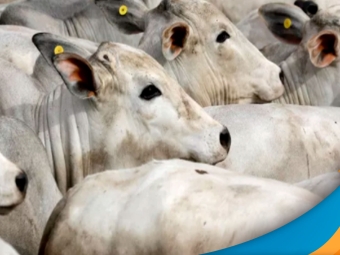 vaca-louca