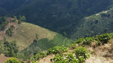 café colômbia