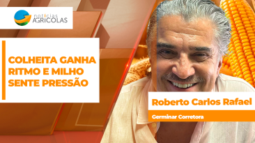 BOLETINS THUMB MILHO