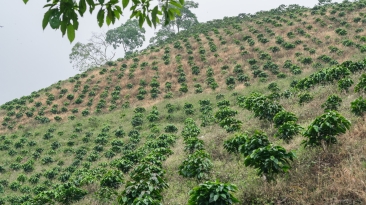 café regenerativo