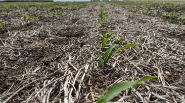 lavoura de milho argentina bcba lincoln buenos airtes