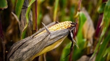 Milho - Foto Envato (13)