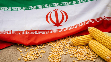 Milho Irã
