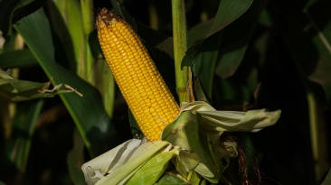 Milho Lavoura - CNA (3)