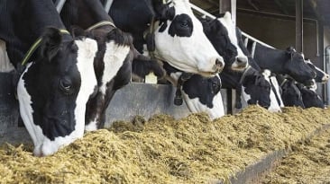 Silagem - Vacas