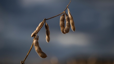 Soja Vagem Amarelada - CNA (5)