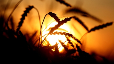 Trigo, sol, por do sol - 16:9