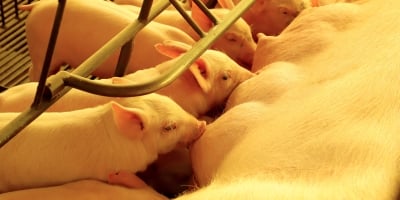 Paraná consolida liderança na exportação de suínos de raça; colheita de soja alcança 37%