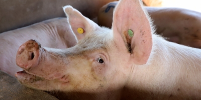 Diplomacia e status sanitário estimulam as exportações de suínos do Paraná