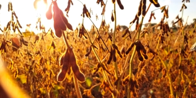 Mato Grosso colheu mais de 65% da safra de soja, aponta Imea