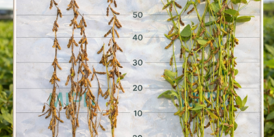 Biotecnologia avança no campo: Programa SALUTE demonstra maior sanidade e prolongamento do ciclo produtivo em áreas comerciais