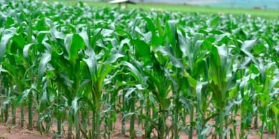 Plantio da 2ªsafra de milho passa dos 85% no Brasil e se mantém atrás do ritmo de 2025, diz Conab