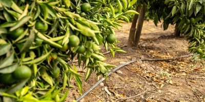 Empresa Argentina  acelera crescimento no Brasil  e busca agricultores para projeto de irrigação sustentável