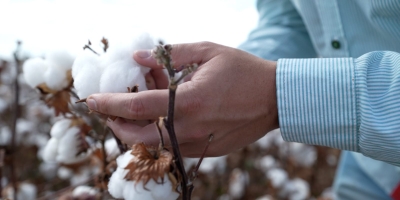 Na Agrorosário, Bayer leva biotecnologia para o algodão e apresenta novo herbicida pós-emergente