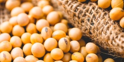 Soja inicia semana em alta na Bolsa de Chicago, retomando parte das últimas baixas