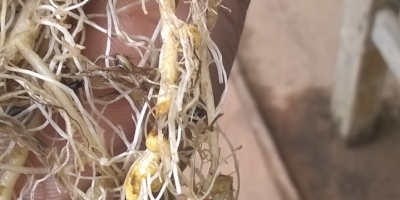 Aumento da incidência de nematoides em Mato Grosso e Goiás reforça importância do manejo na soja