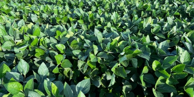 Nitro lança Elmo Max, solução biológica avançada no controle de nematoides