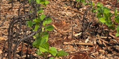 Manejo antecipado de plantas daninhas é decisivo para proteger o potencial produtivo da soja
