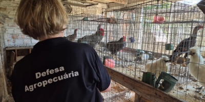 Serviço Veterinário Oficial finaliza visitas nas propriedades da região do foco de gripe aviária em aves silvestres