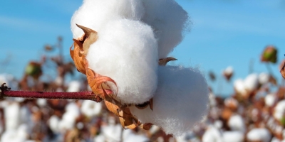 Oferta de algodão do Brasil sobe para 3,74 milhões de toneladas e sustenta projeção de exportações em 2026