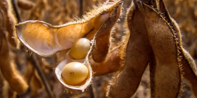 Soja intensifica ganhos em Chicago com força das exportações e alta de mais de 1% dos derivados