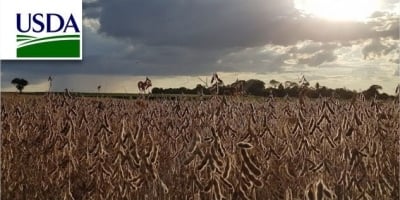 USDA informa nova venda de soja para China com volumes da safra 26/27