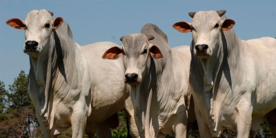 Agrobrazil: Mercado do boi gordo registra altas pontuais em São Paulo e no Pará