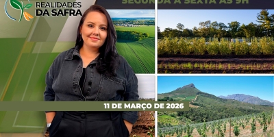 Impacto da falta de diesel no campo, café de olho na safra do BR, controle de daninhas e mais milho verão no RS