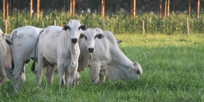 Boi/Cepea: Recorde da arroba do boi faz relação de troca ser a melhor em 12 meses