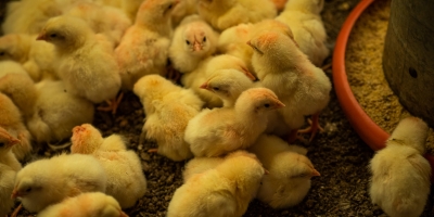 UE avaliza controle brasileiro de antimicrobianos em aves e mel e decisão abre nova frente de negociação para os bovinos