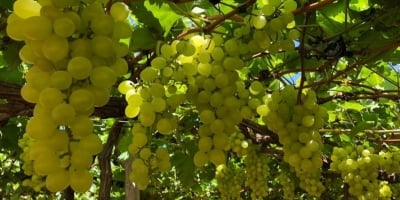 Uva/Cepea: Exportações brasileiras seguem crescentes nesta temporada