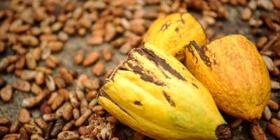 Cacau atinge máxima em um mês na bolsa ICE