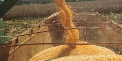 AgRural: Com MT entrando na reta final, colheita de milho safrinha chega a 49% no Centro-Sul do país