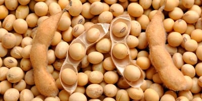 Rabobank eleva previsão de safra de soja do Brasil para 181 mi t