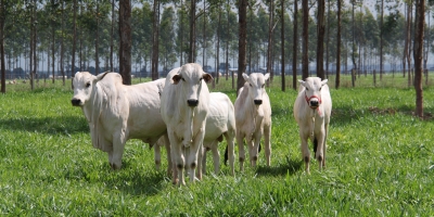 Pecuária 4.0: De diagnóstico de abortos à máxima produtividade, tecnologia segue revolucionando atividade