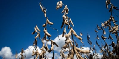 Visita técnica ao CTECNO Araguaia mostrará resultados de pesquisas desenvolvidas para a soja