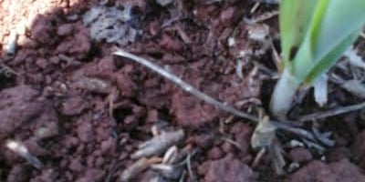 Novo processo viabiliza produção industrial de bioinseticidas com eficácia no controle de pragas agrícolas
