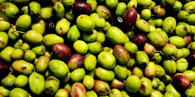 Com boas condições climáticas, Prosperato deve dobrar safra de azeitonas para 2026