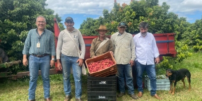 Lichia: métodos de conservação e variedades tardias abrem novos mercados