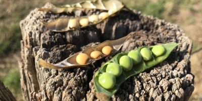 Índia sinaliza novo mercado para feijão guandu e amplia oportunidades ao Brasil