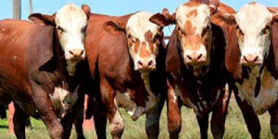 Nutrição e reprodução marcaram palestras do curso de jurados da Nacional Hereford e Braford