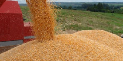 Colheita de milho em MT avança a 60,04%, enquanto a de algodão chega a 4,23%, diz Imea