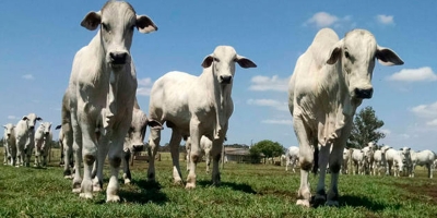 Agrobrazil: Abertura da semana apresenta um cenário de correção em praças importantes
