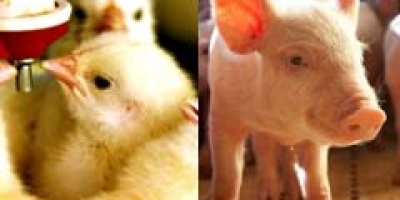 Custos de produção de frangos de corte  e de suínos aumentam em novembro